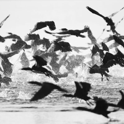 Cormorani - Lago Patria